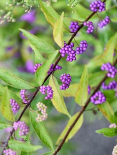 Plant Combinations, Flowerbeds Ideas, Winter Garden, Early Spring Garden, Exfoliating Bark, dogwood, witch hazel, ilex, berries